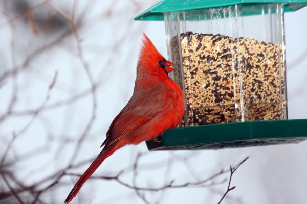 Bird Feeder Hanging in Hudson